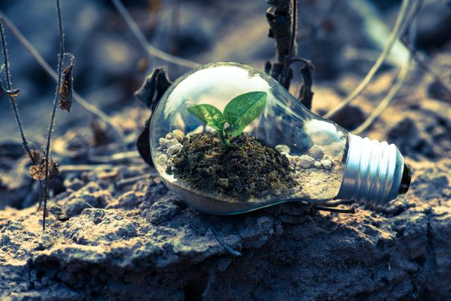 Light bulb in planter